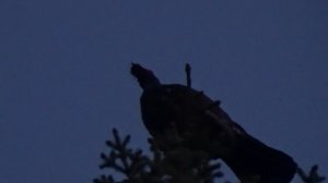 ГЛУХАРИНЫЙ ТОК /  КАК НАЙТИ ТОК ГЛУХАРЯ