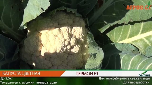 Брокколи, цветная капуста смотреть онлайн
