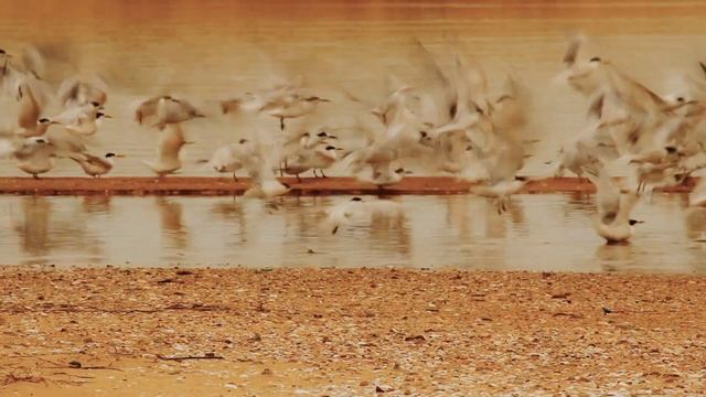 Ambientes del Uruguay / Laguna de Rocha (Separadores para TNU) смотреть онлайн