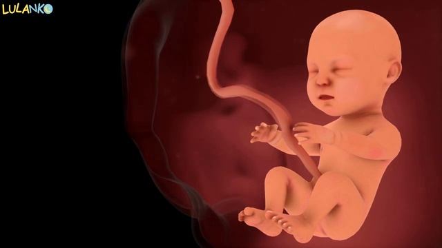 Dźwięki jakie słyszy dziecko w macicy - Biały szum uśpi dziecko na całą noc! смотреть онлайн