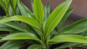 Драцена Сандера или бамбук счастья - Уход за комнатными цветами