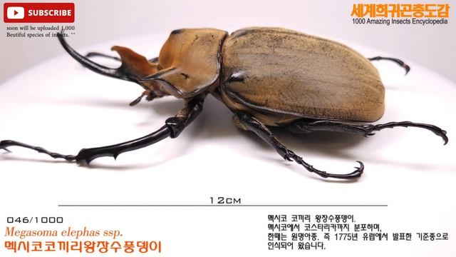 046 Megasoma elephas ssp 멕시코코끼리왕장수풍뎅이 смотреть онлайн
