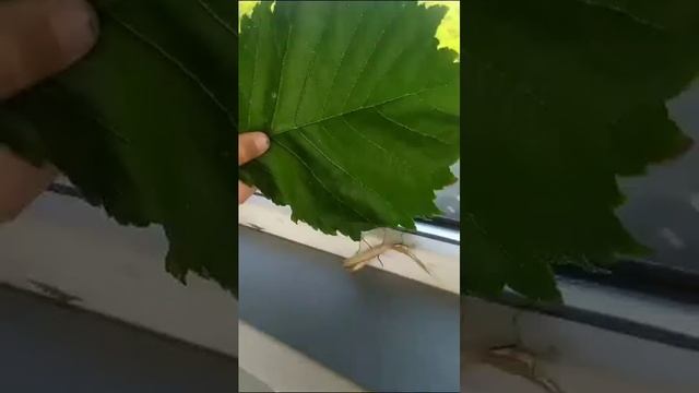 Фильм про богомола от Игната и Таси смотреть онлайн