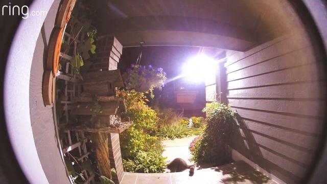 Raccoon Theme Song смотреть онлайн