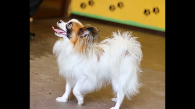 Кинологический клуб " Ваенга ".День Папильона смотреть онлайн