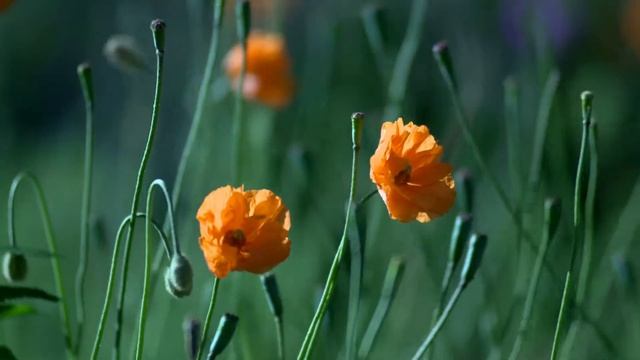 природа смотреть онлайн