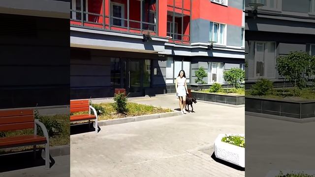 Какой вырастет ваша собака - зависит только от вас! смотреть онлайн