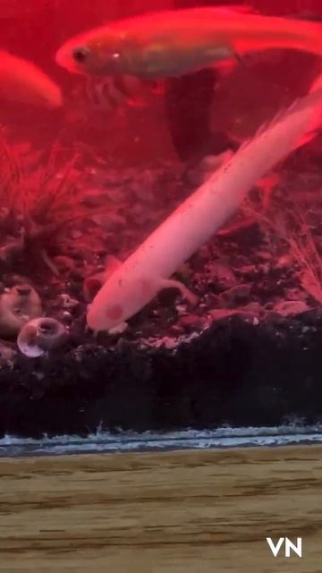 Senegal bichir | baby| tiny | feeding | #shorts смотреть онлайн