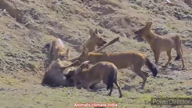 Wild Dogs vs Impala: African Wild Dogs vs Impala African Wild Dogs смотреть онлайн