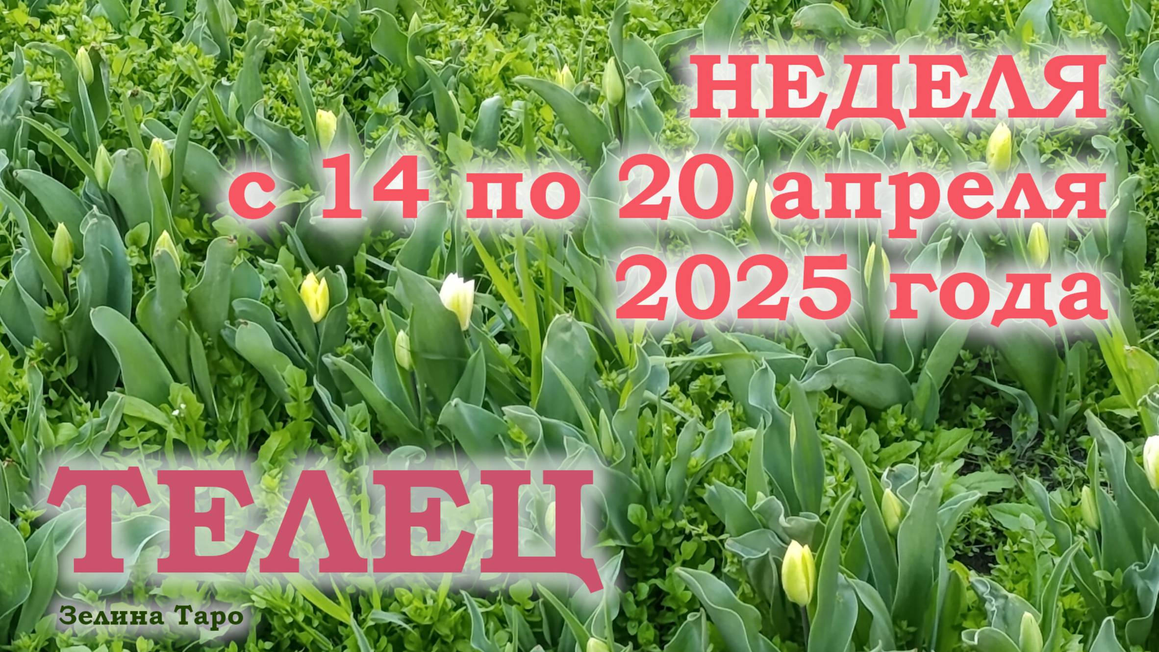 ТЕЛЕЦ | ТАРО прогноз на неделю с 14 по 20 апреля 2025 года