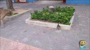 26 Коты бьют собак   коты против собак, коты нападают на собак §3