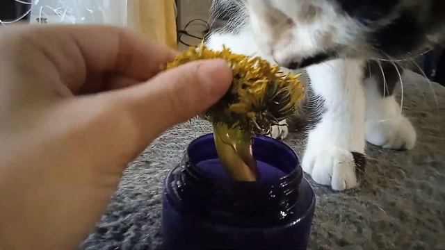 одуванчик мутант смотреть онлайн