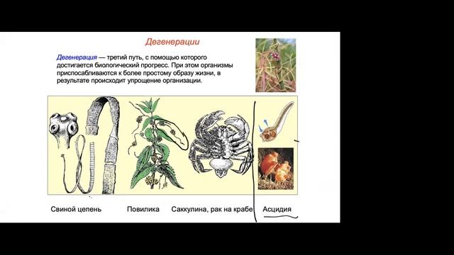 макроэволюция смотреть онлайн