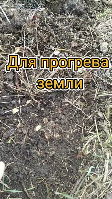 Ремонтантная малина -весенний уход для активного роста смотреть онлайн