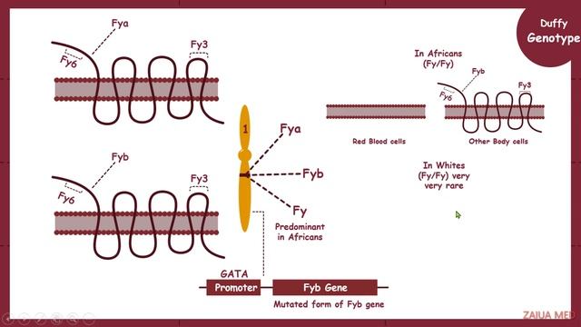 Duffy Blood Group System | Blood Groups | duffy antigens | duffy blood group genetics смотреть онлайн