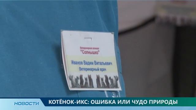 Шестиногий котенок на первом городском в Казани смотреть онлайн