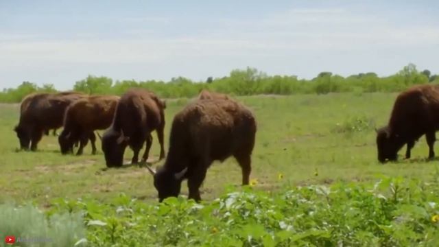 15 Most Amazing Animal Encounters In The World смотреть онлайн