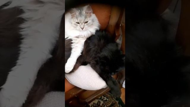 Export_1541142521127828999.mp4