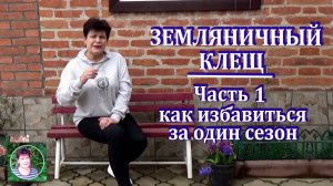 Как избавиться от земляничного клеща за один сезон. Все о вредителе и способах борьбы