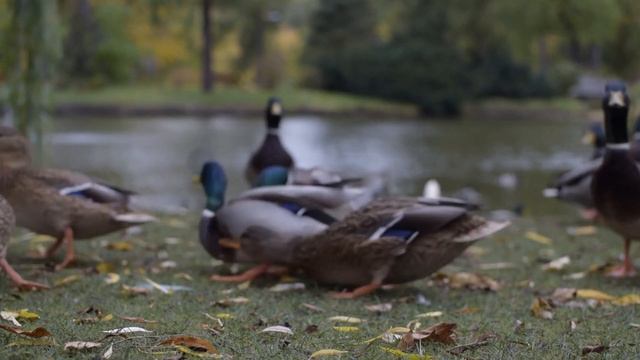 Організми та чинники живої природи. Співіснування організмів в угрупованнях смотреть онлайн