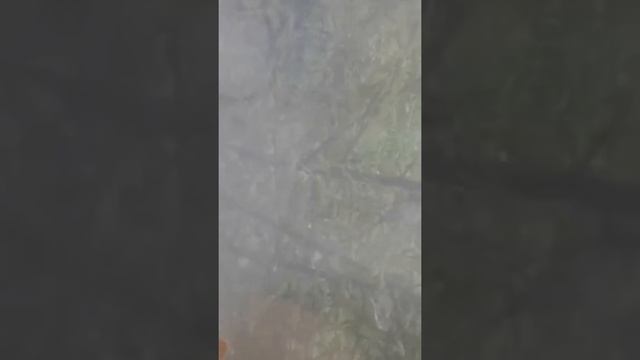 Кузя наблюдает за птицами смотреть онлайн