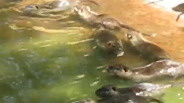 Life in water at Zoo - 7 смотреть онлайн