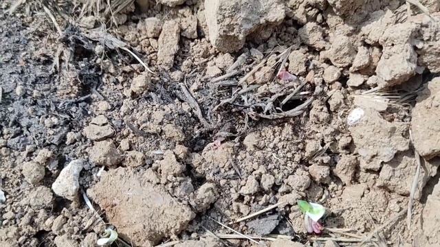 Обзор фауни Одеської області смотреть онлайн