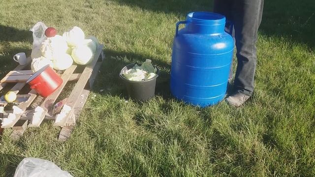 Varza Murata Pentru Sarmale In Saramura La Butoi / Pickled Cabbage In Brine On Barrel In ROmgleza