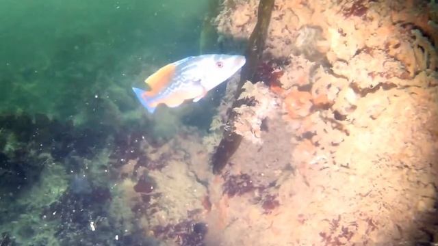Cuckoo wrasse смотреть онлайн