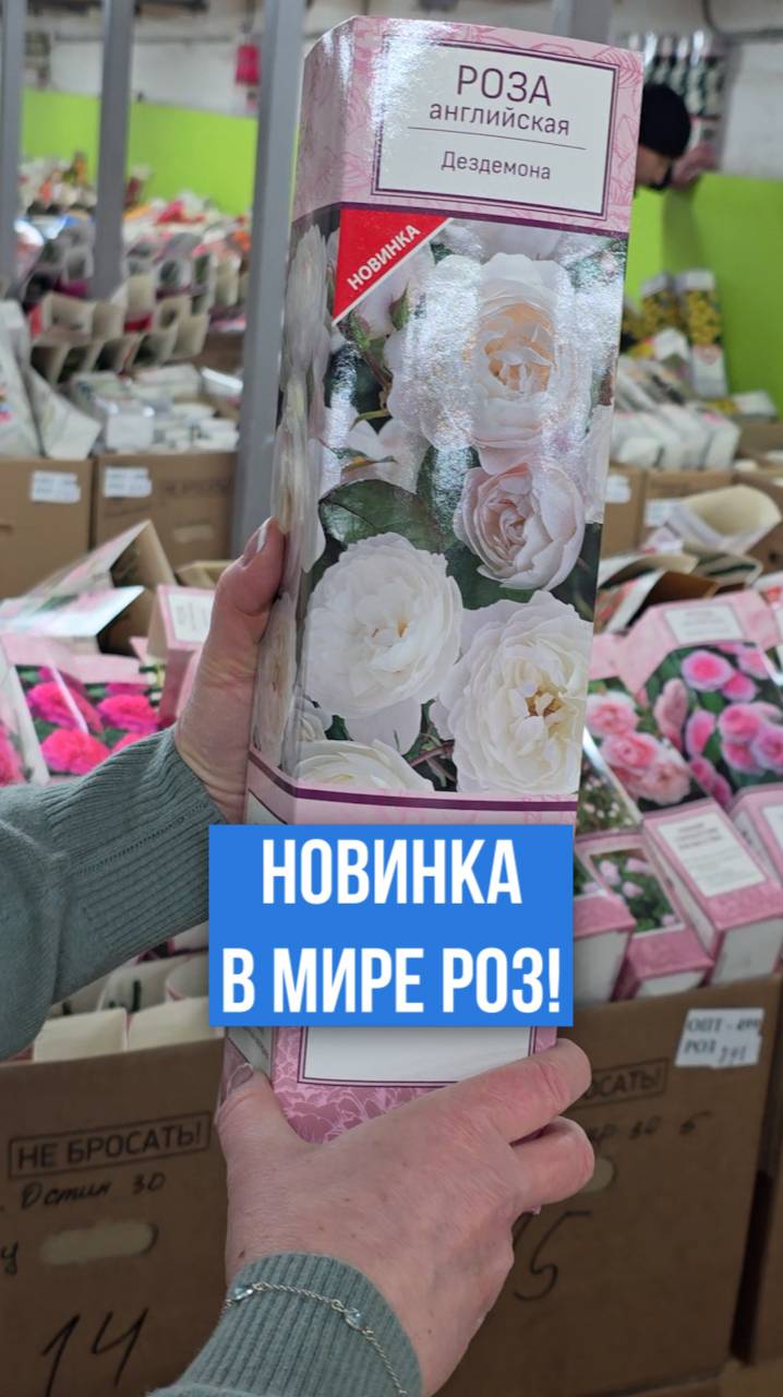 Новинка! Очень красивый сорт розы.