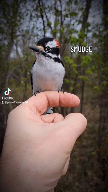 Male Downy Woodpecker. #bird #wildnature #animal #wildlife #tinaturner #rip #thebest смотреть онлайн