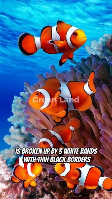 Cutest Sea water fish - Clown Fish #shorts смотреть онлайн