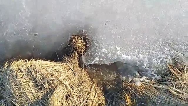 Стрим лёд уже трескается весной становится не крепким смотреть онлайн