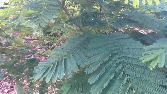 Growing a Royal Poinciana in Phoenix Arizona Area смотреть онлайн