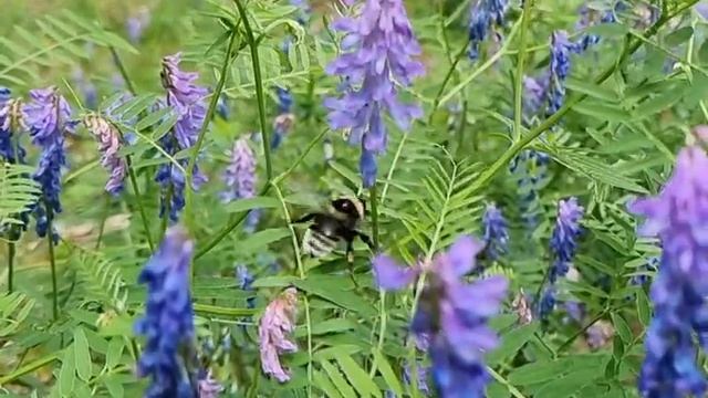 Дружба и любовь: истории о животных