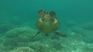 Морские черепахи, о. Апо, Филиппины.