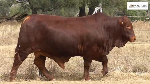 Lot 61 Medway Fat Cat (PH) D5 23mths смотреть онлайн