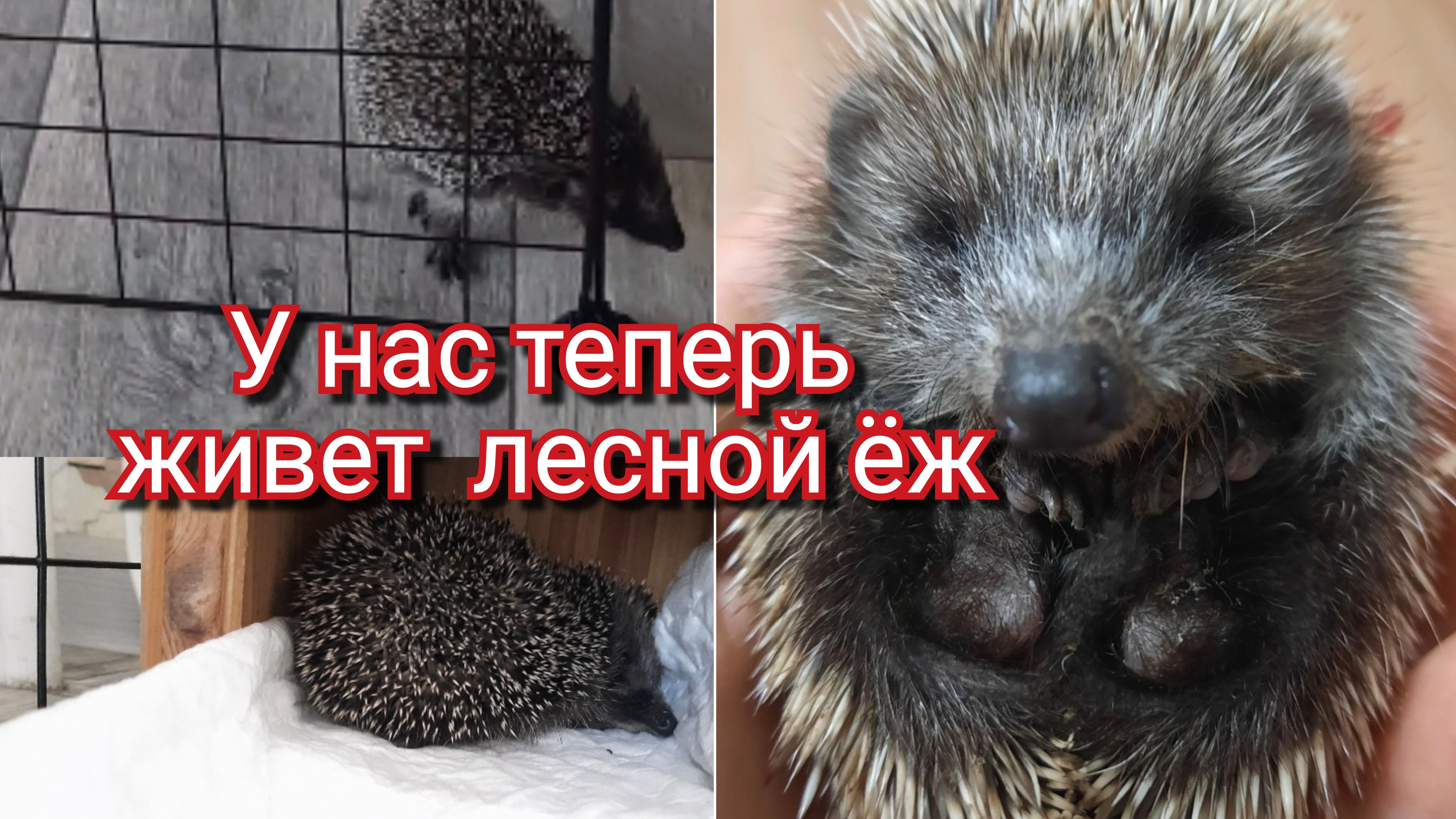 Лесной ёж в доме смотреть онлайн