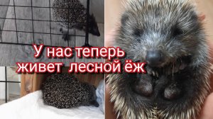 Лесной ёж в доме