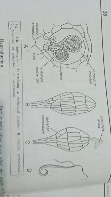 Anthoceros -Antheridium смотреть онлайн