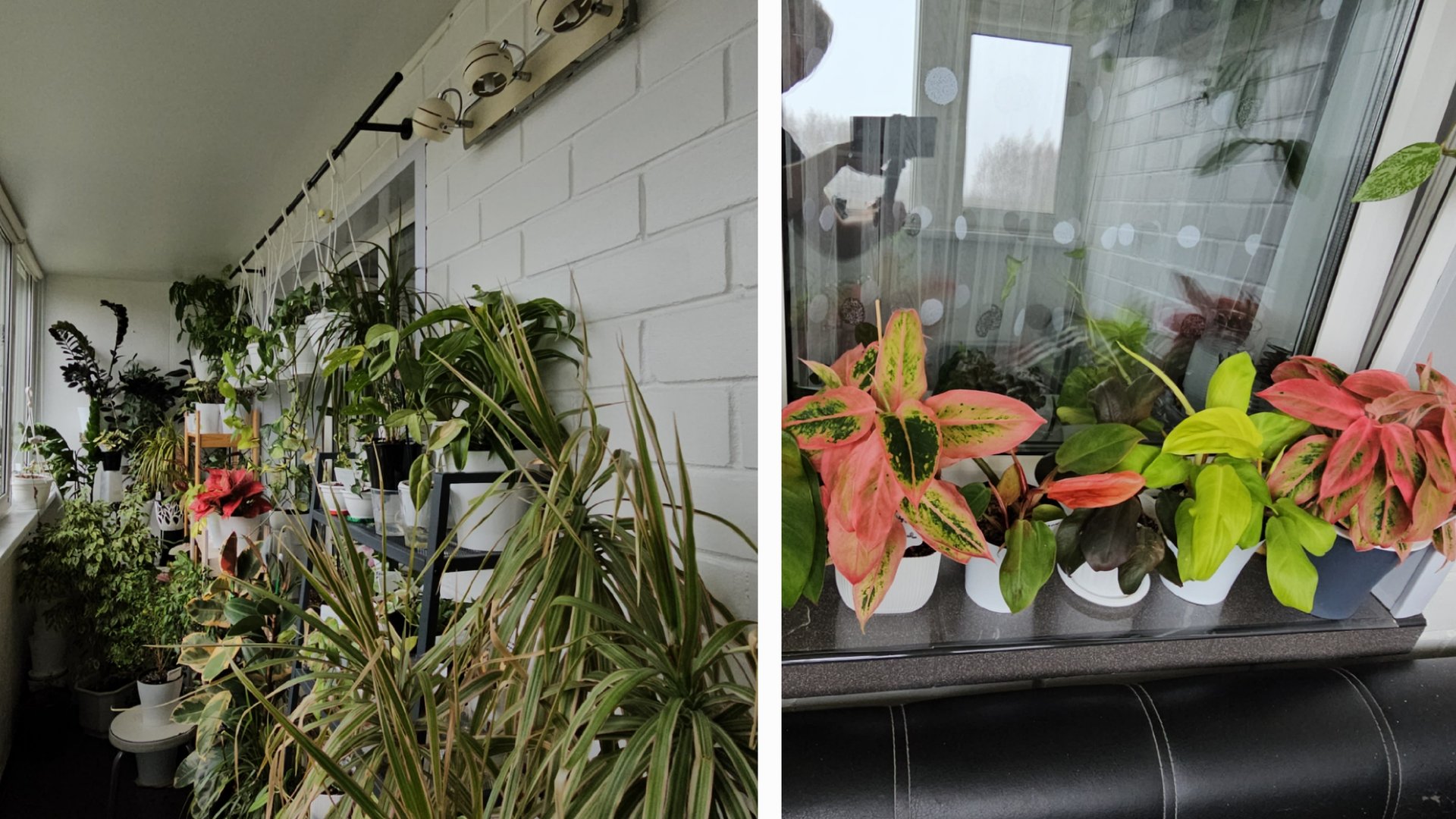 10.04.2025 г Обзор моих комнатных растений на балконе смотреть онлайн