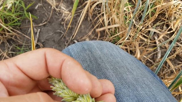 Озимка Шестопаловка+канадка 270618 смотреть онлайн