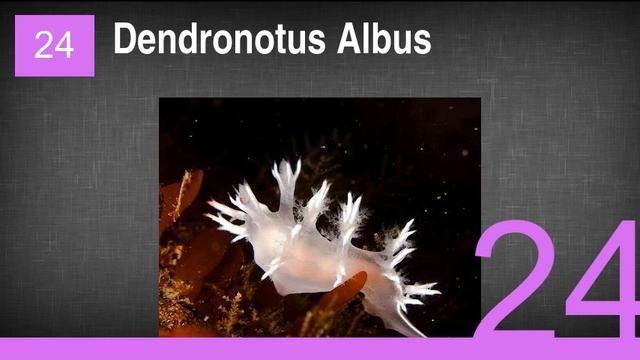 The Coolest Sea Animal You've Never Heard Of смотреть онлайн
