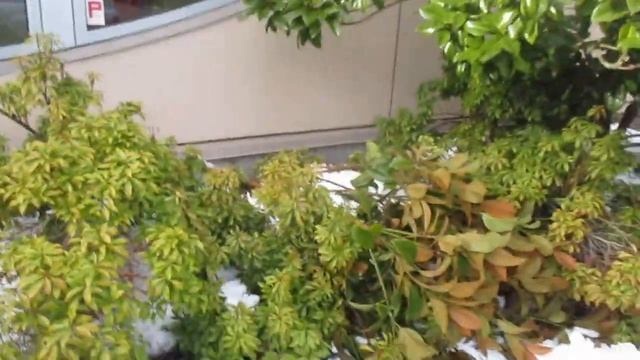 Southern Magnolia suffers snow damage смотреть онлайн