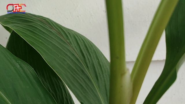 Black Turmeric, Benefits for Health #orangawam смотреть онлайн