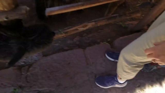 Peru - Alpaca museum смотреть онлайн