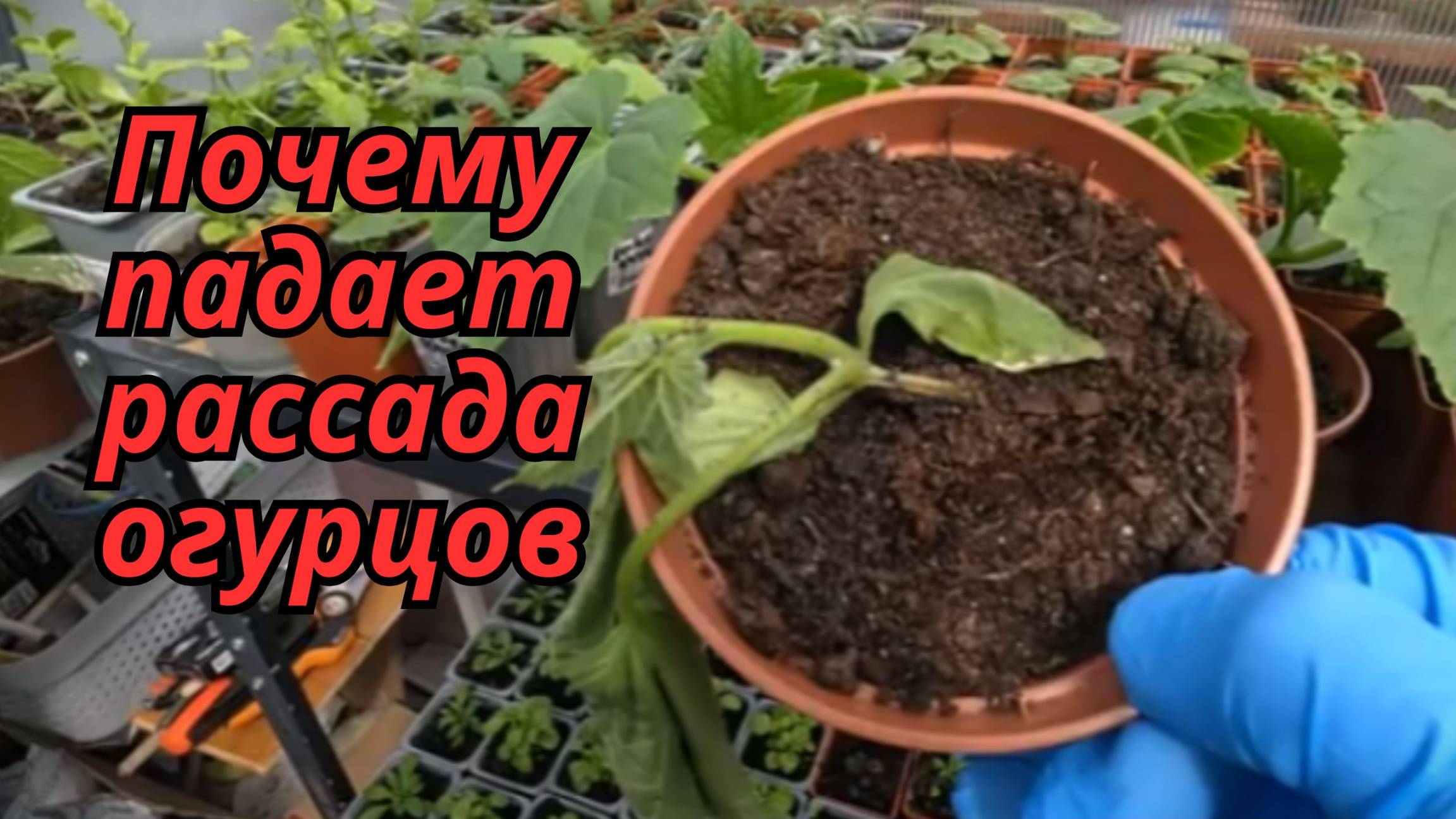 😱 Рассада огурцов падает? Разбираем причины + быстрые решения! смотреть онлайн