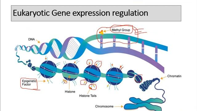 Gene expression regulation (proteome Genome) смотреть онлайн