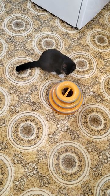 Чернышкин 4