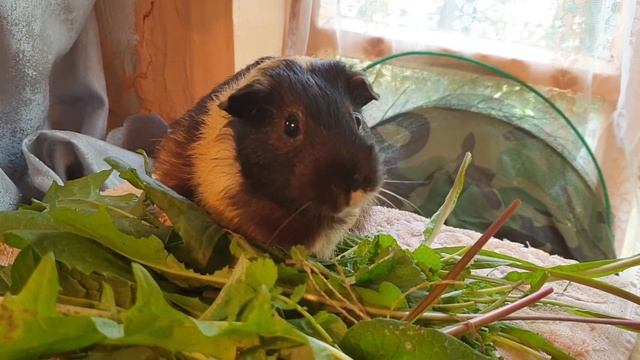 УПЛИТАЕТ, УМИНАЕТ, ХАВАЕТ, КАК СПАГЕТТИ!!! А ДЛЯ НАС СПАГЕТТИ-ЭТО ЛИСТЬЯ ОДУВАНЧИКА!!! смотреть онлайн